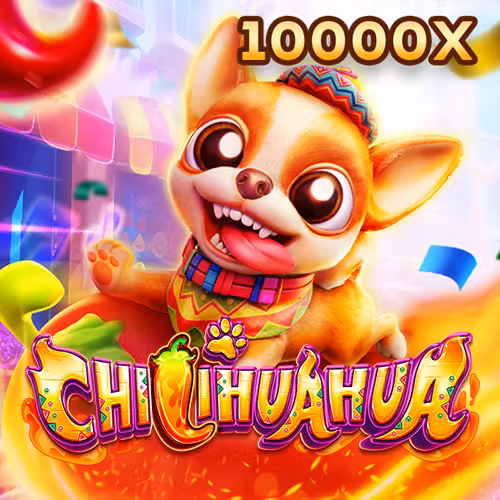 yy88bet Chihuahua